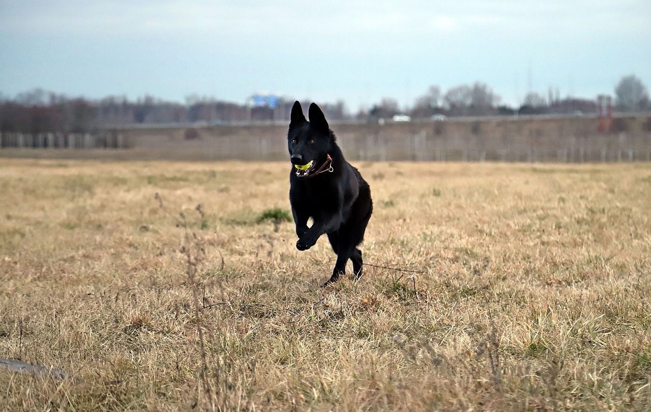 black german shepherd, dog, ball