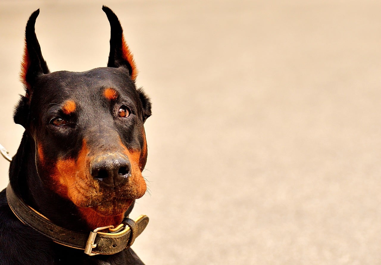 doberman, dog, animal world