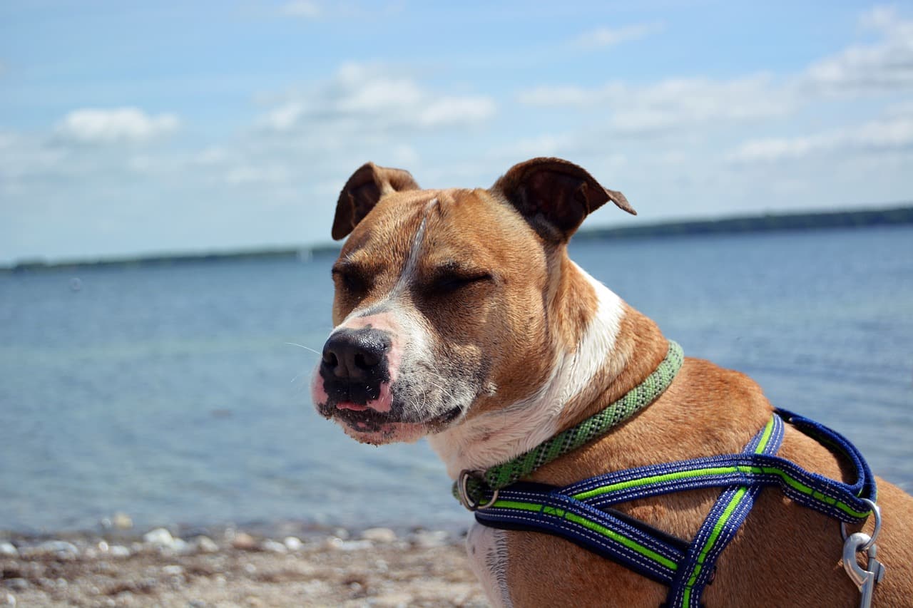 dog, amstaff, american