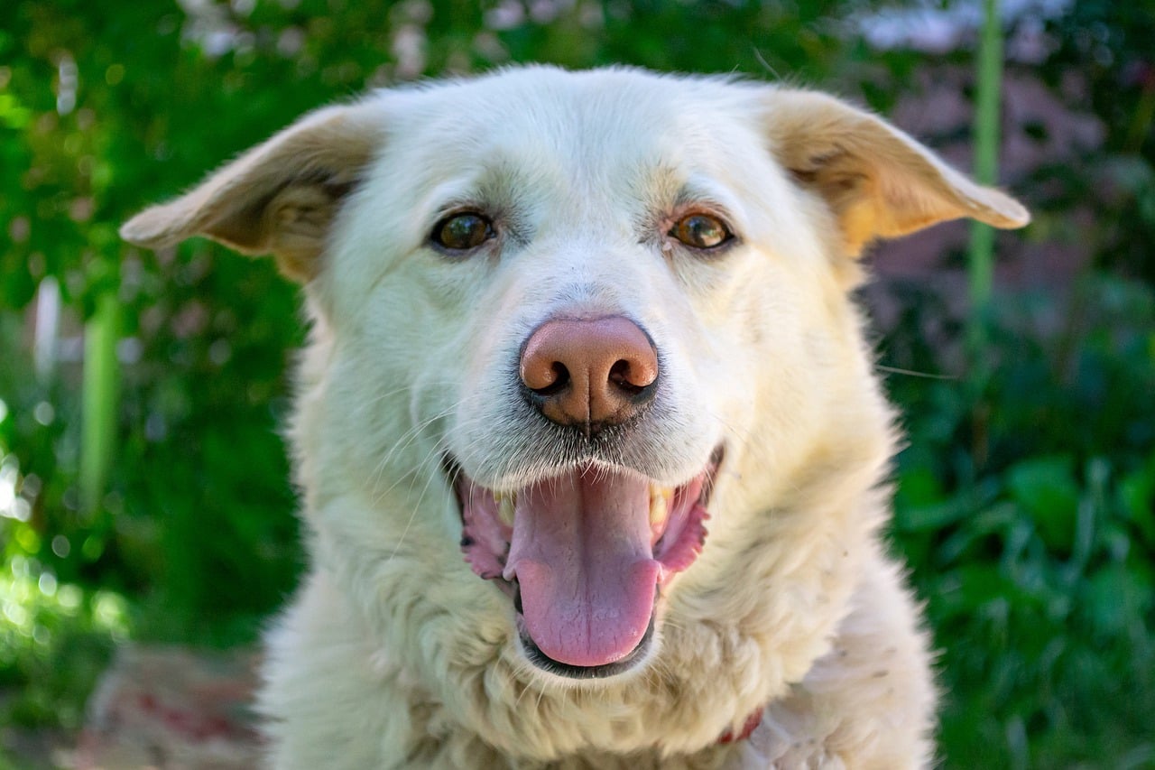 dog, labrador, retriever