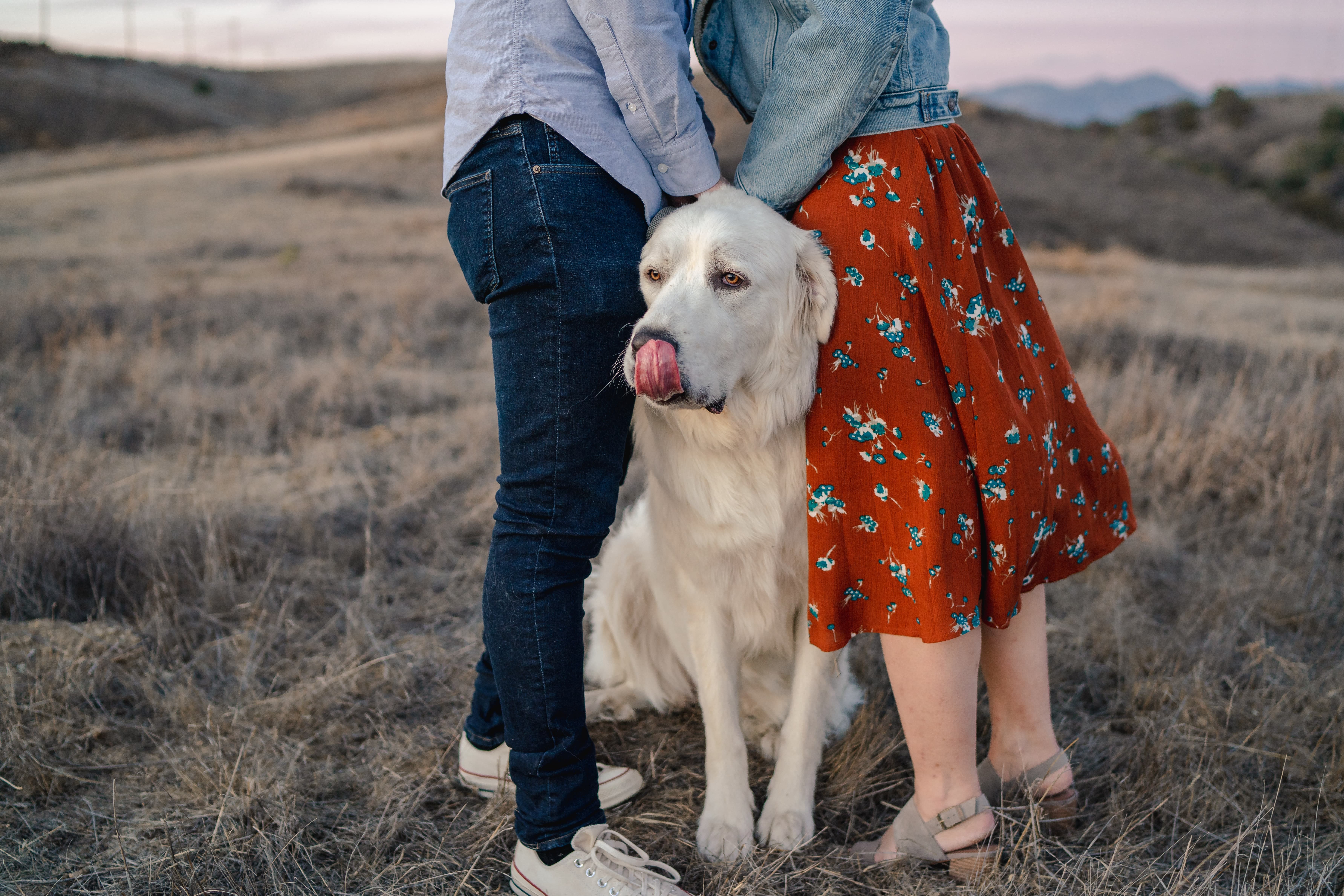 Couple Incorporates Their Cheeky Golden Retriever In Their Wedding Cake Design And The Result Is Absolutely Adorable