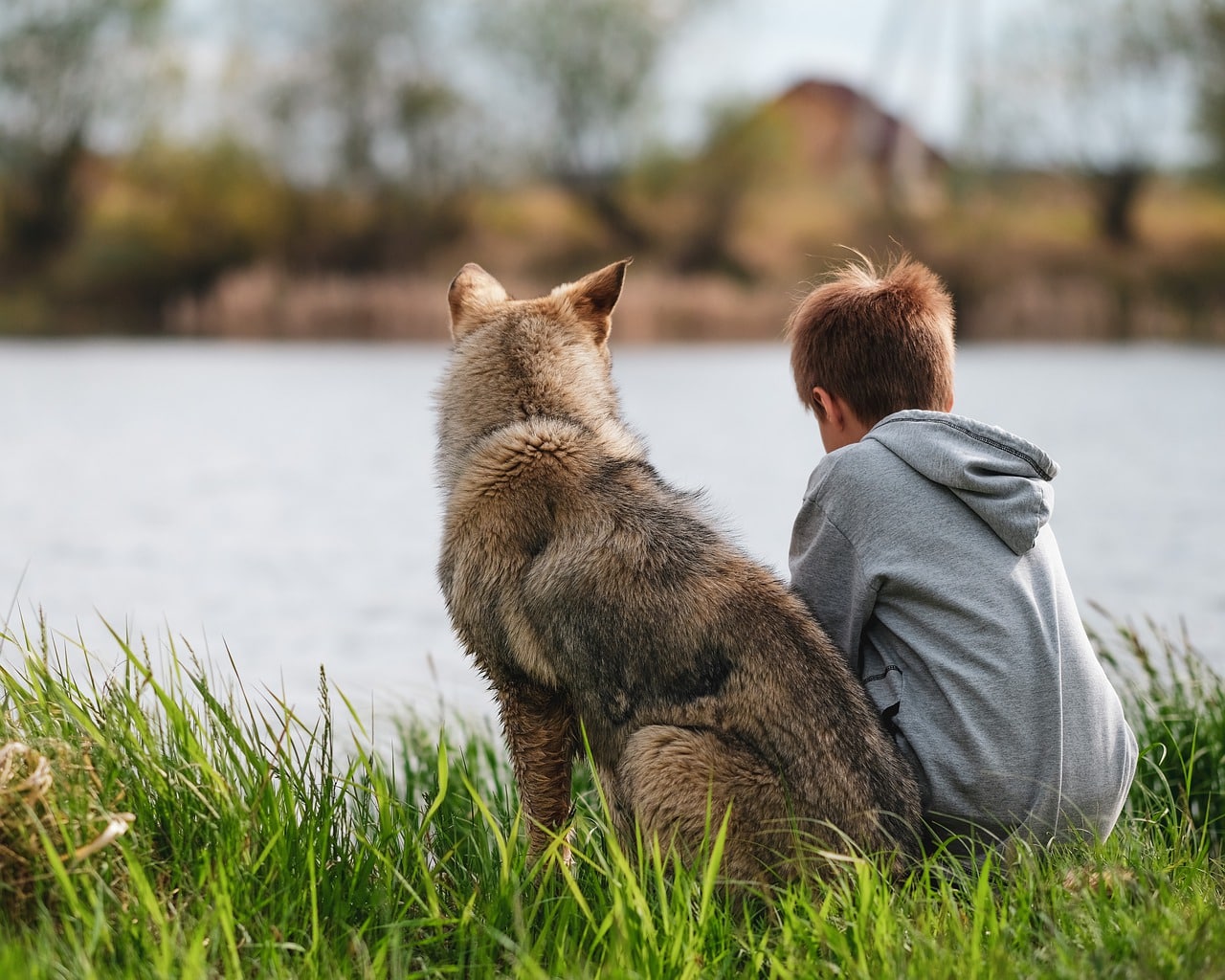 dog, boy, animal